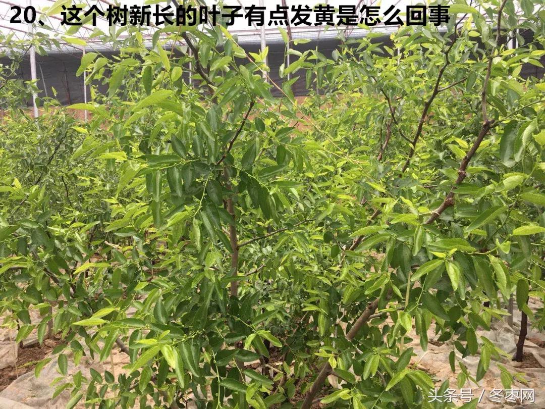 冬枣管理问题图解,冬枣管理问题解答307集