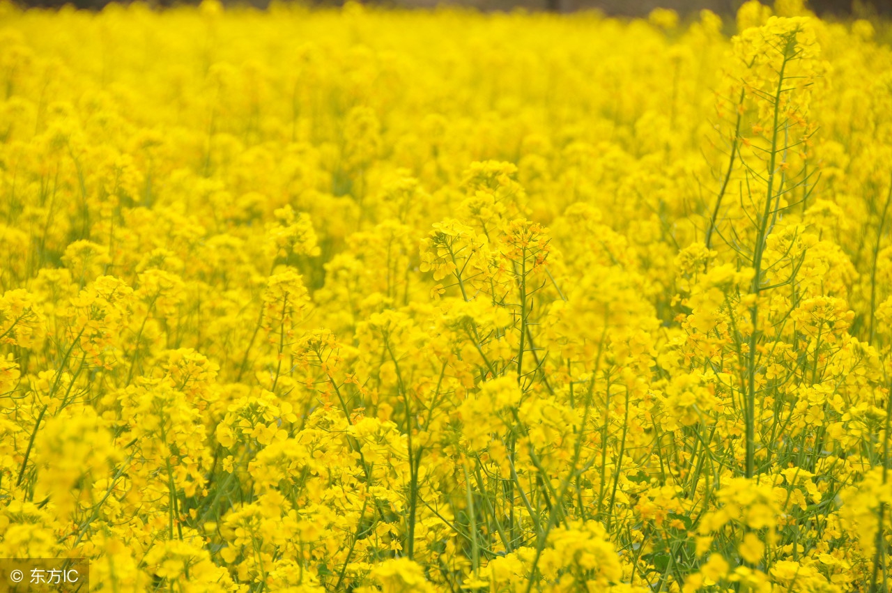春风十里不如你——值得赴约的天津踏青赏花好去处