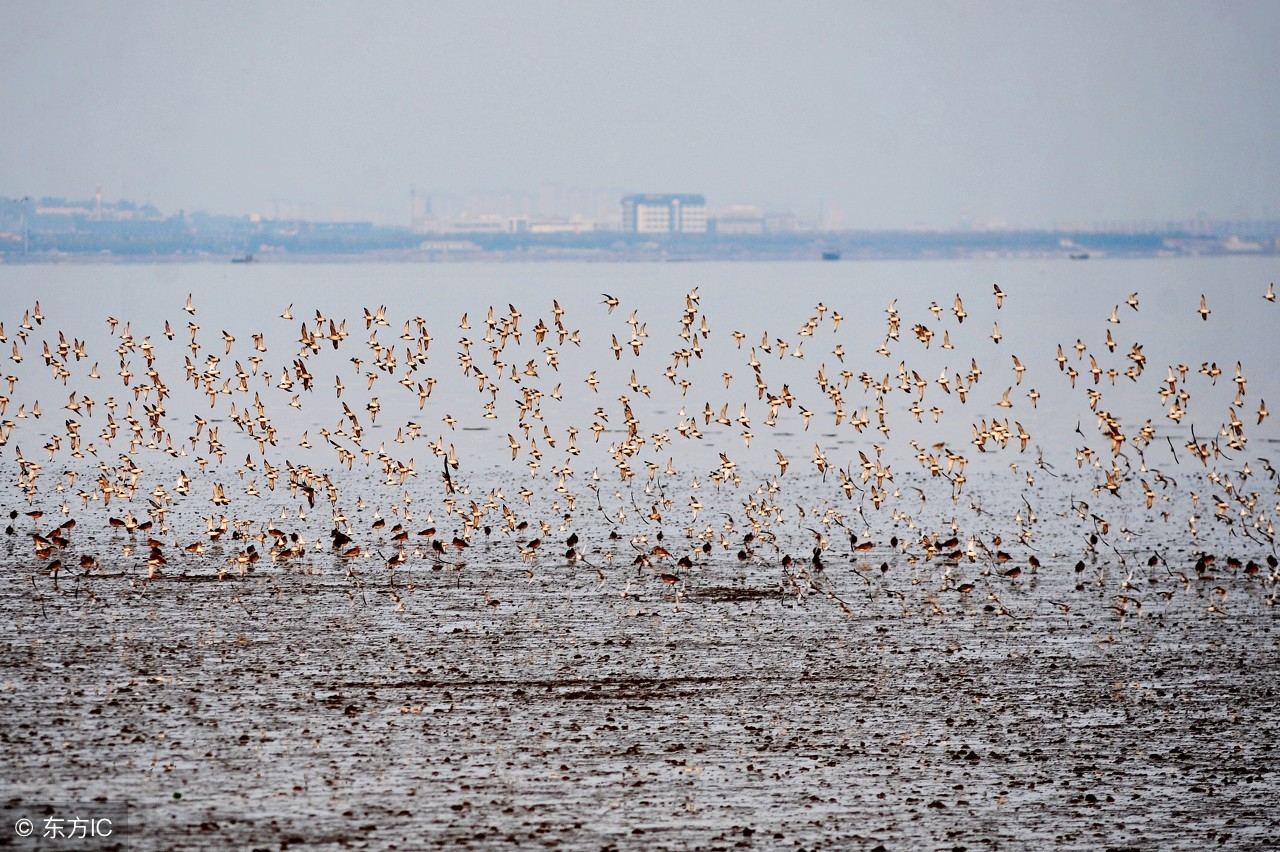 春风十里不如你——值得赴约的天津踏青赏花好去处