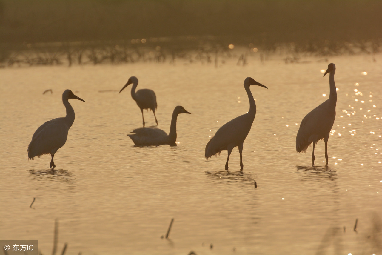 春风十里不如你——值得赴约的天津踏青赏花好去处