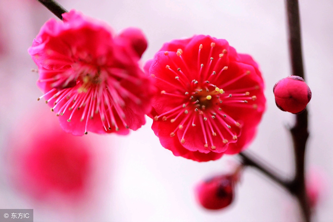 梅兰竹菊四君子诗词对比,梅兰竹菊四君子最好的五绝诗词