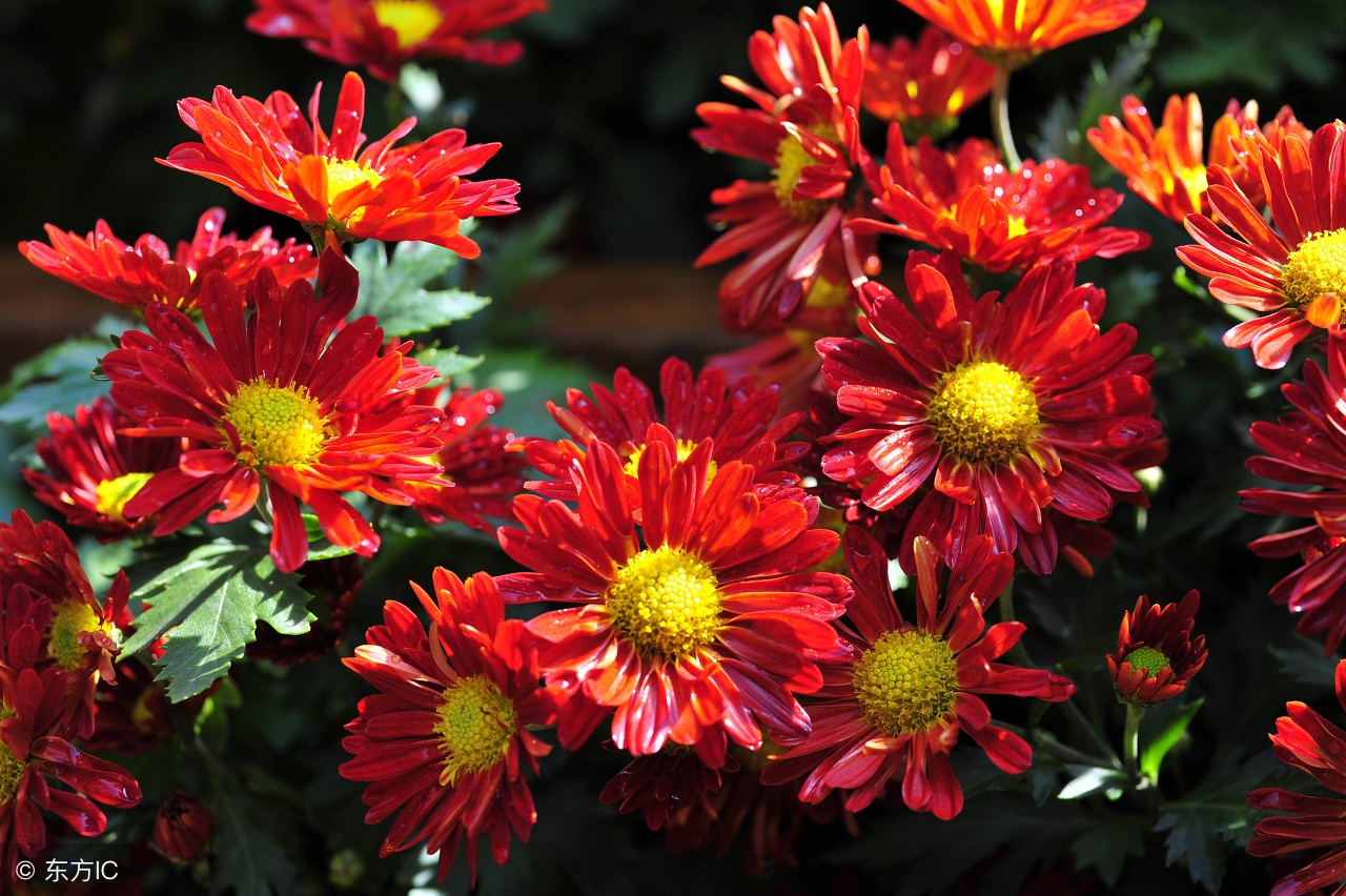 梅兰竹菊四君子诗词对比,梅兰竹菊四君子最好的五绝诗词