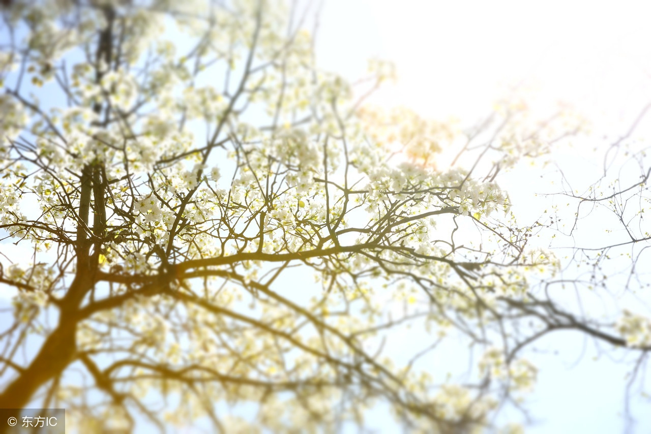 春风十里不如你——值得赴约的天津踏青赏花好去处