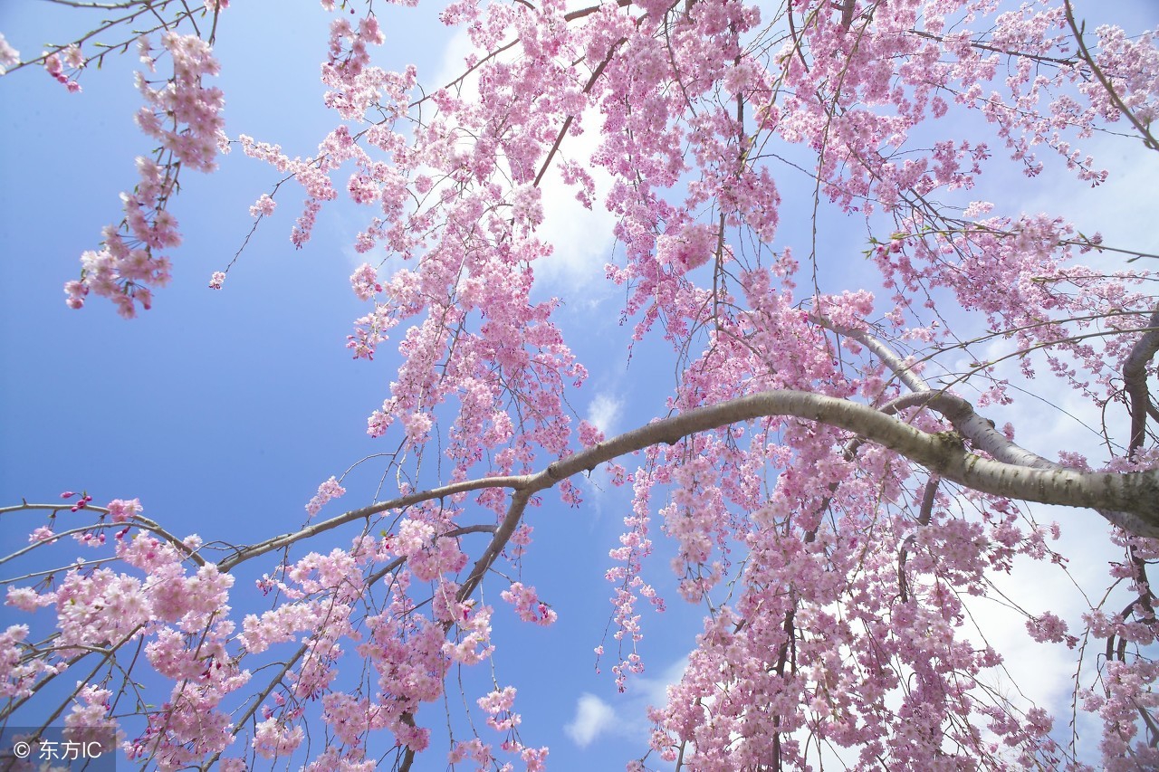 春风十里不如你——值得赴约的天津踏青赏花好去处