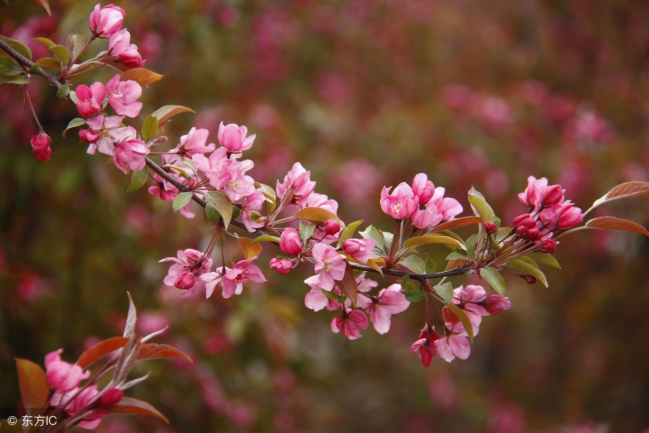 春风十里不如你——值得赴约的天津踏青赏花好去处