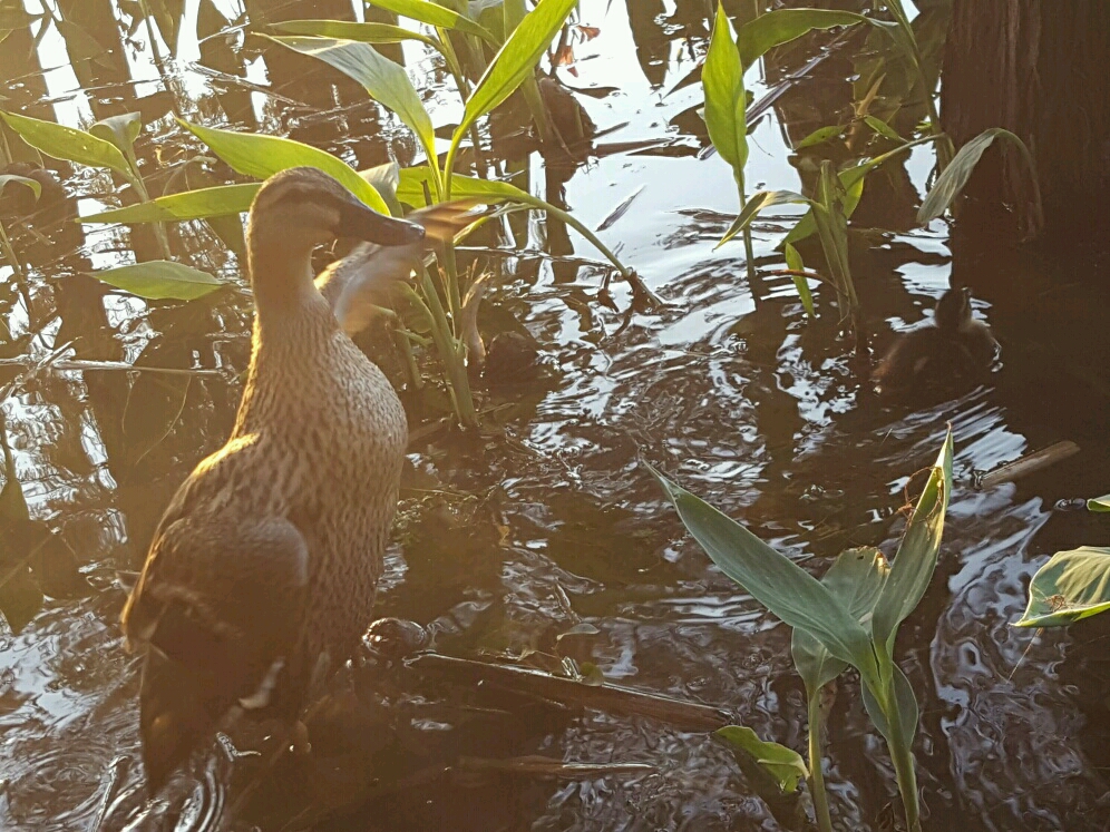 海珠湖国家湿地公园门票,海珠湖国家湿地公园西门