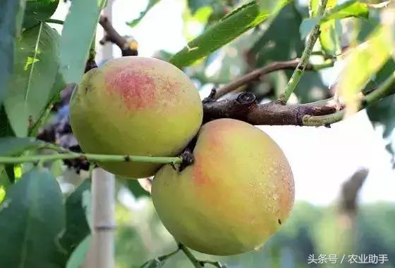 黄桃种植栽培管理技术要点,黄桃管理与技术