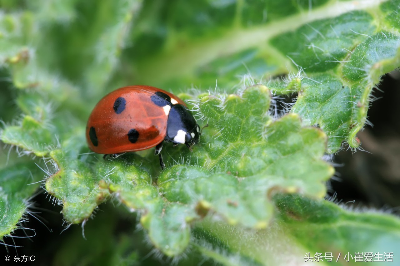 这8类益虫要记好，纯天然的蔬菜就靠它们啦，不用再打农药