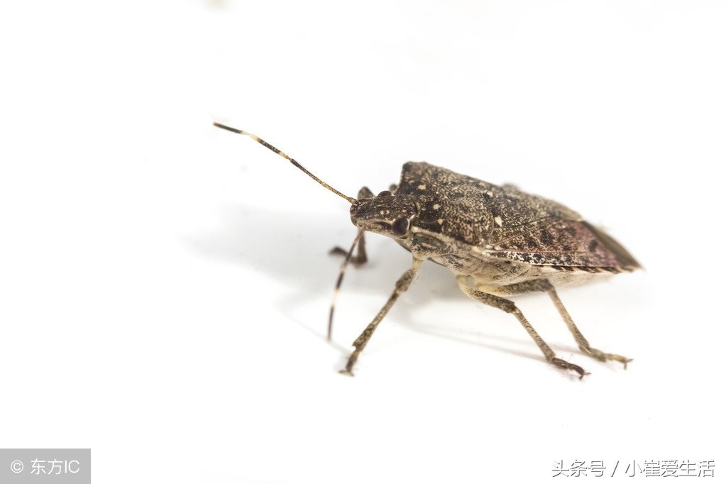 这8类益虫要记好，纯天然的蔬菜就靠它们啦，不用再打农药