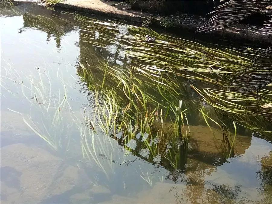 腾冲观音塘,腾冲市观音塘