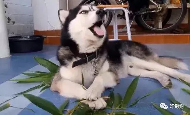 哈士奇和大熊猫,大熊猫哈士奇