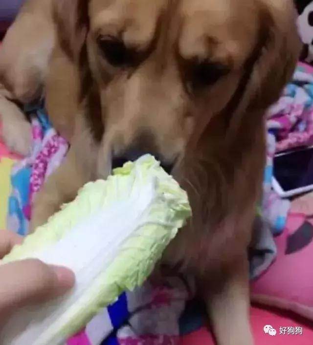 哈士奇和大熊猫,大熊猫哈士奇