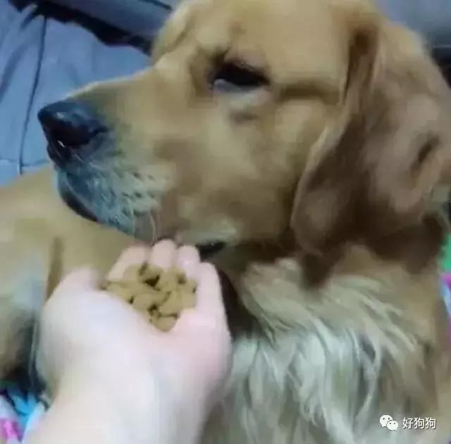 哈士奇和大熊猫,大熊猫哈士奇