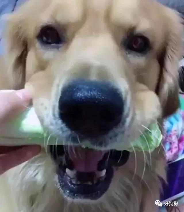 哈士奇和大熊猫,大熊猫哈士奇