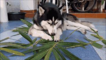 哈士奇和大熊猫,大熊猫哈士奇