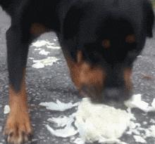 哈士奇和大熊猫,大熊猫哈士奇