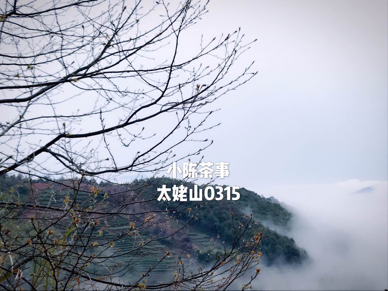 白茶散茶还是茶饼最有收藏价值,白茶茶饼和散茶哪一款值得收