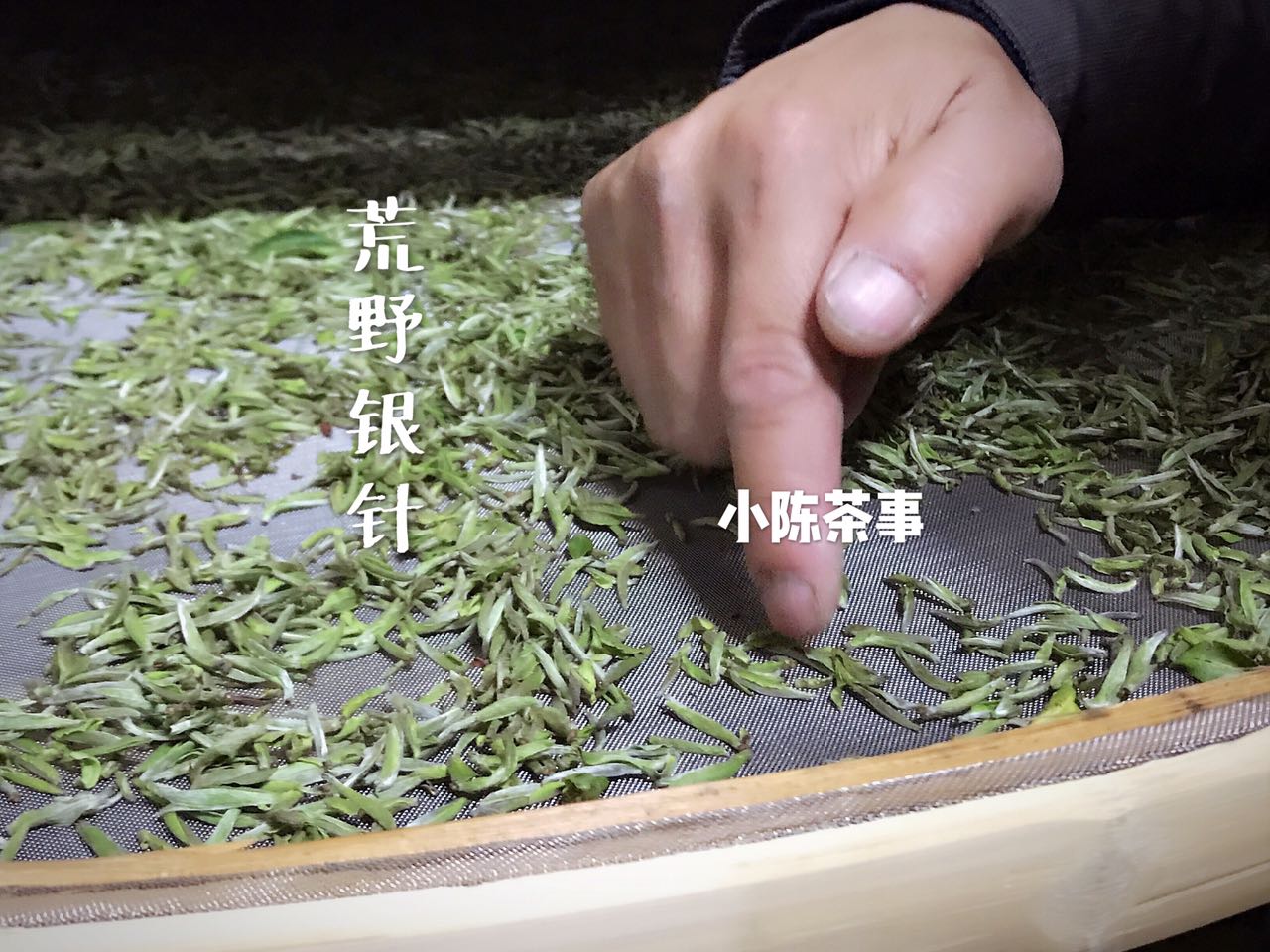 白茶散茶还是茶饼最有收藏价值,白茶茶饼和散茶哪一款值得收