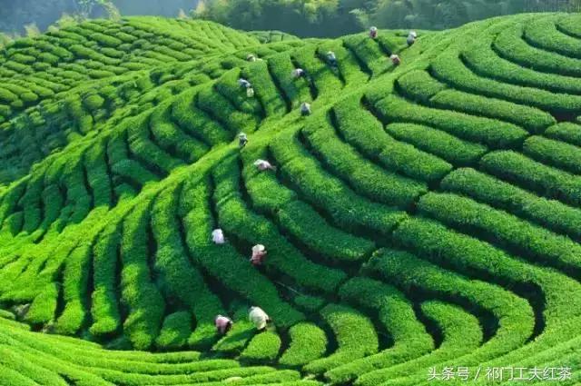 中国茶叶博物馆十大名茶,中国茶叶六大类