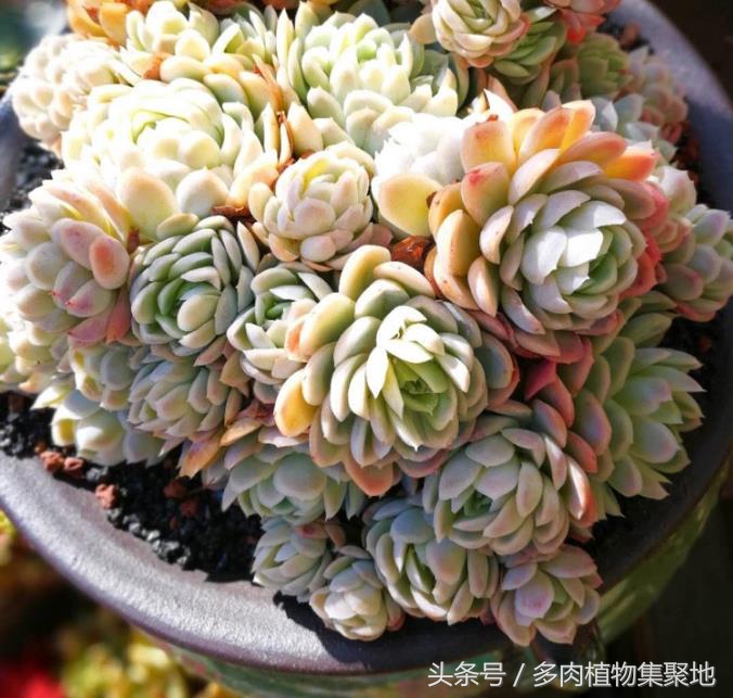 烟灰水浇花的注意事项,用烟头泡水能防治病虫害吗