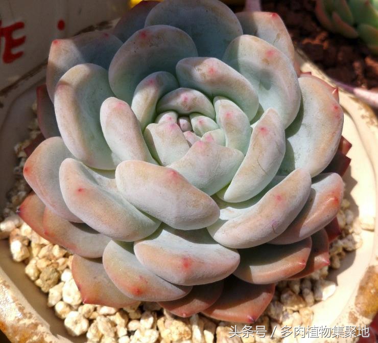 烟灰水浇花的注意事项,用烟头泡水能防治病虫害吗