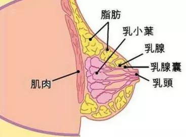 乳房肿块多揉揉会好吗,乳房肿块揉揉可以缓解吗