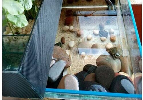 新手养龟的十大建议,新手养龟的10个忠告