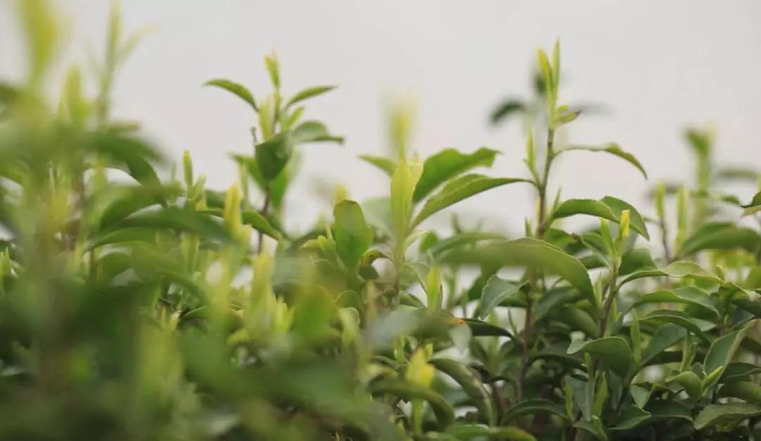 正宗金奖惠明茶,明前金奖惠明的贡茶