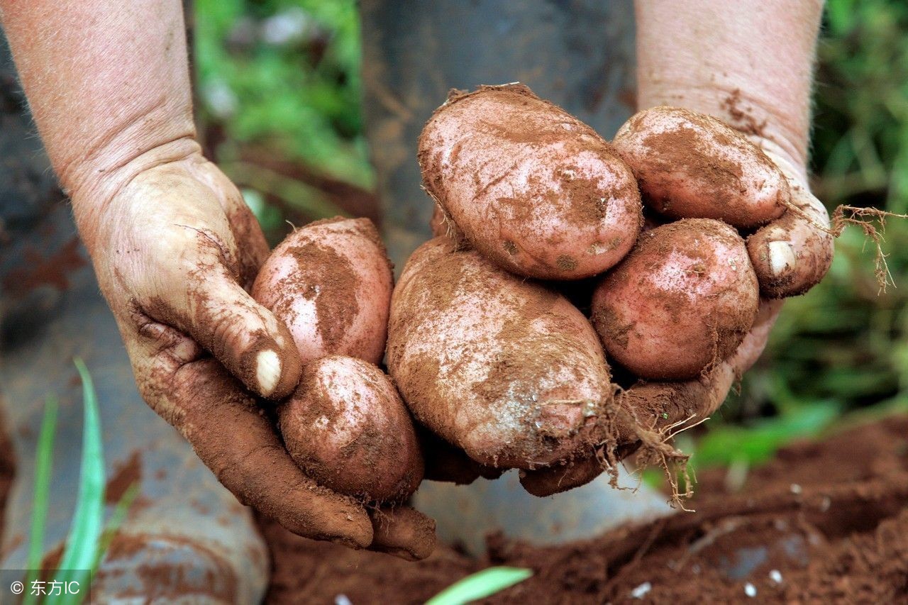 马铃薯传入中国在哪里种植最广,全国最适宜马铃薯种植的三大区域