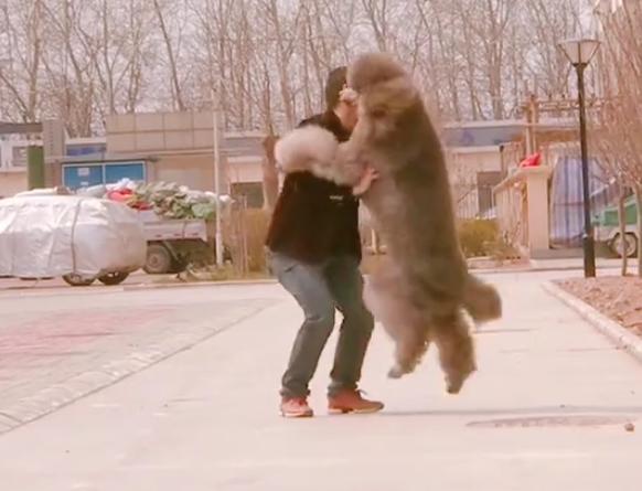 巨型泰迪很委屈找主人抱抱,巨型泰迪逛街求抱抱