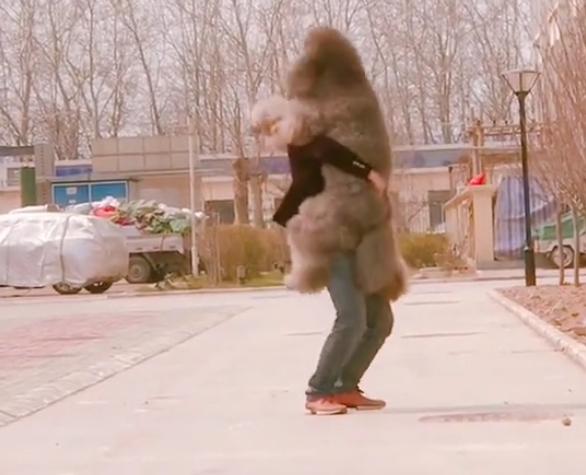 巨型泰迪很委屈找主人抱抱,巨型泰迪逛街求抱抱