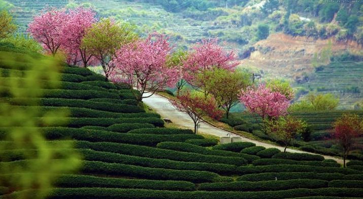 带你去流溪湾丰华园赏樱花,走啊我带你去看樱花的文案