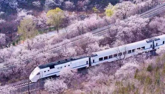 带你去流溪湾丰华园赏樱花,走啊我带你去看樱花的文案