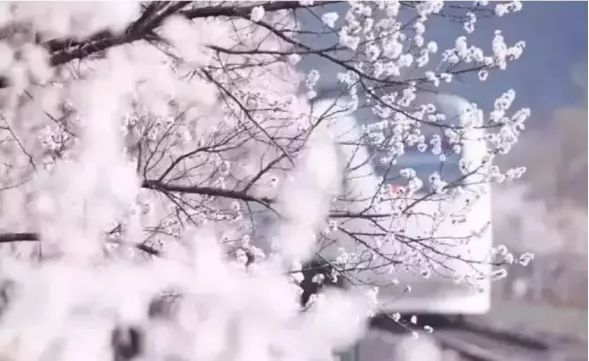 带你去流溪湾丰华园赏樱花,走啊我带你去看樱花的文案