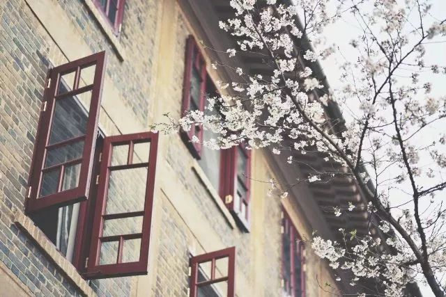 带你去流溪湾丰华园赏樱花,走啊我带你去看樱花的文案