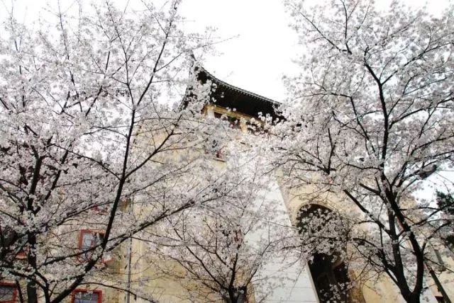 带你去流溪湾丰华园赏樱花,走啊我带你去看樱花的文案