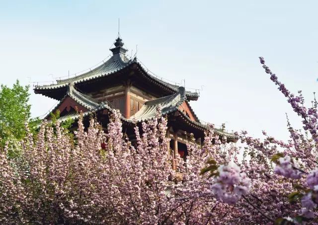 带你去流溪湾丰华园赏樱花,走啊我带你去看樱花的文案