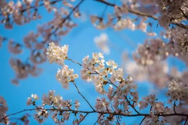 带你去流溪湾丰华园赏樱花,走啊我带你去看樱花的文案