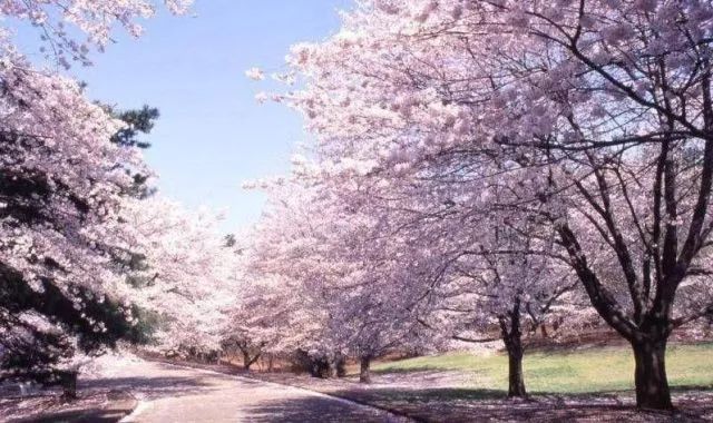 带你去流溪湾丰华园赏樱花,走啊我带你去看樱花的文案