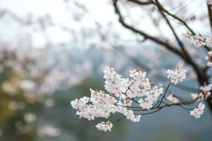 带你去流溪湾丰华园赏樱花,走啊我带你去看樱花的文案