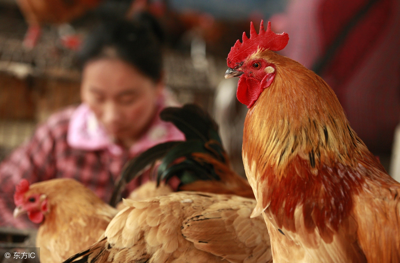 天气热鸡突然不吃玉米,天气变热鸡不吃料