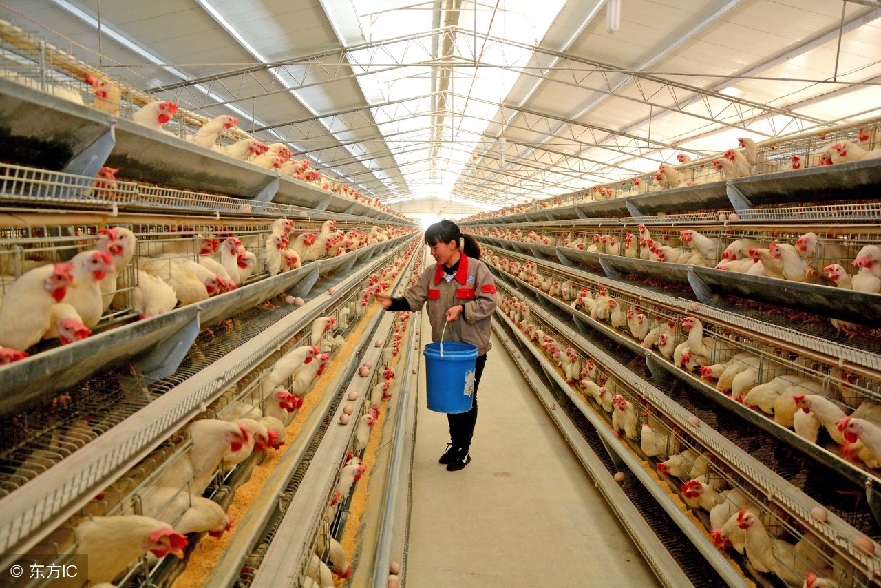 天气热鸡突然不吃玉米,天气变热鸡不吃料