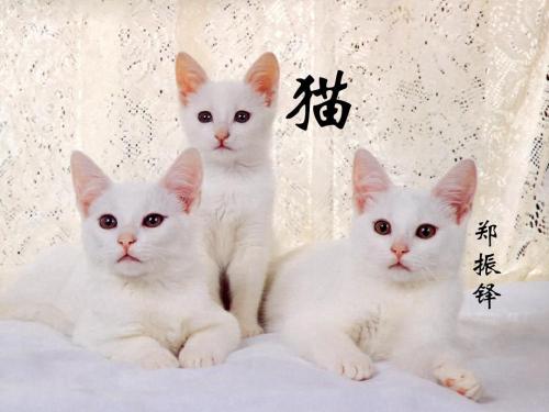 郑振铎猫教案,郑振铎猫教学设计一等奖教案