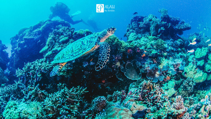 帕劳攻略详细教程,帕劳吃喝玩乐攻略