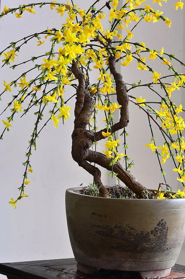 春天到了迎春花怎么养,春天的腊梅如何养护