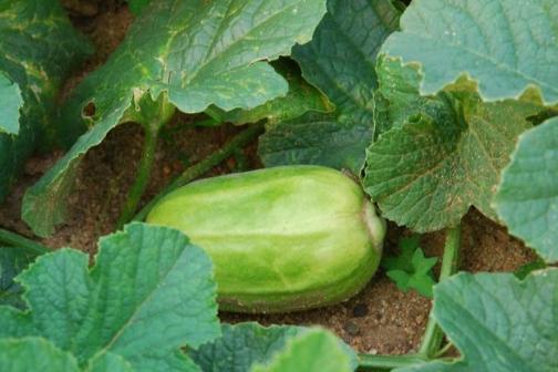 什么甜瓜吃着脆又好吃,2022年青州银瓜多少钱一斤