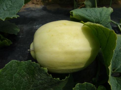 什么甜瓜吃着脆又好吃,2022年青州银瓜多少钱一斤