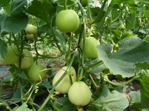 什么甜瓜吃着脆又好吃,2022年青州银瓜多少钱一斤