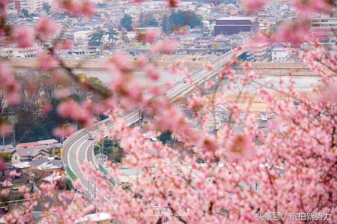 日本赏樱规划樱花行程的必备攻略,2020日本樱花季东京赏樱最强攻略