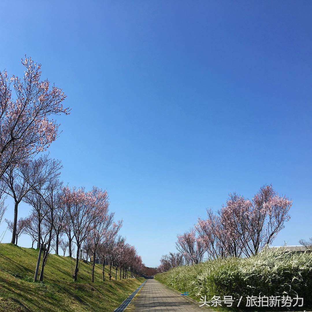 日本赏樱规划樱花行程的必备攻略,2020日本樱花季东京赏樱最强攻略